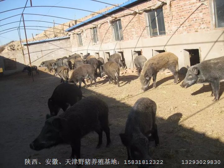 阜阳特种野猪批发|六安大型野猪养殖基地 