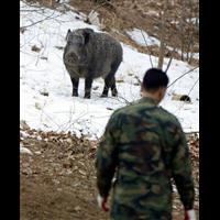 徐州野猪苗价格 常州特种野猪养殖基地 
