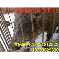 莱芜野猪苗价格|   莱芜野猪养殖基地 