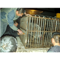 陕西哪里有特种野猪养殖场？联系我 