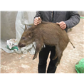 廊坊野猪养殖场固安正宗野猪肉味道好 