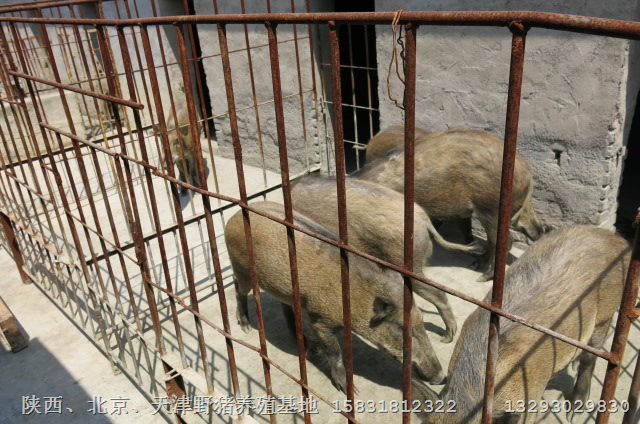陕西小野猪价格 陕西野猪肉**报价 