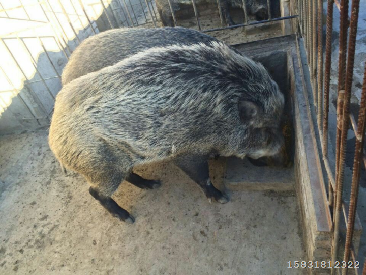 河北特种野猪养殖 邯郸野猪养殖基地 