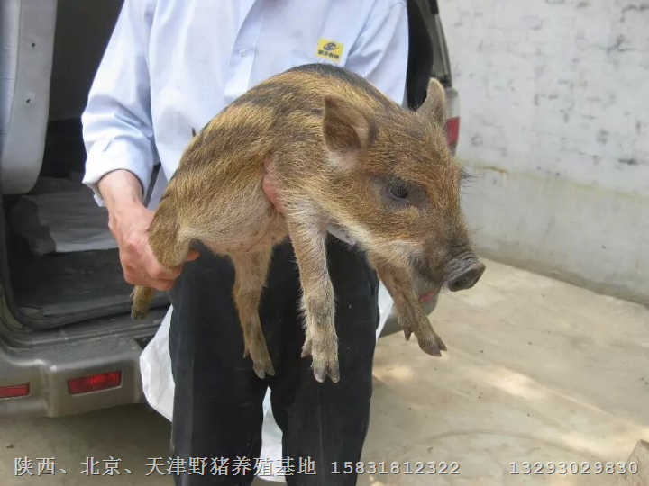 野猪养殖！15831812322 
