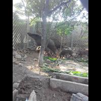 苏州野猪苗批发 南通特种野猪肉价格 