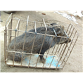 陕西野猪销售陕西野猪养殖专业合作社 