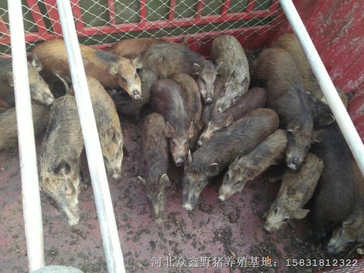 邢台野猪肉价格 河北**的野猪养殖交易中心 