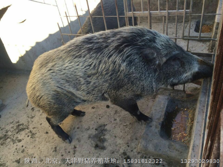 延边特种野猪苗价格 吉林纯种野猪养殖场 
