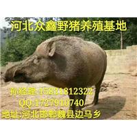 野猪行情 邯郸野猪养殖专业合作社 