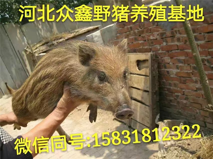 漯河野猪养殖场  批发优质野猪肉 