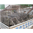 陕西地区养殖规模**的野猪养殖基地 