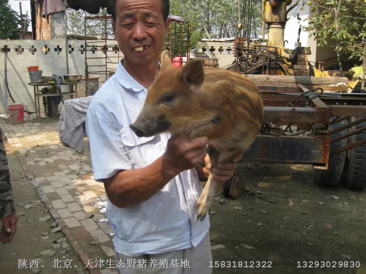 西安野猪养殖 小野猪苗批发 野猪肉价格 