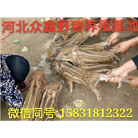 2018年**野猪肉价格查询     绿色健康野猪肉 