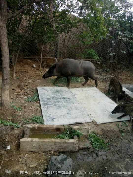连云港特种野猪肉 淮安纯种野猪养殖基地 