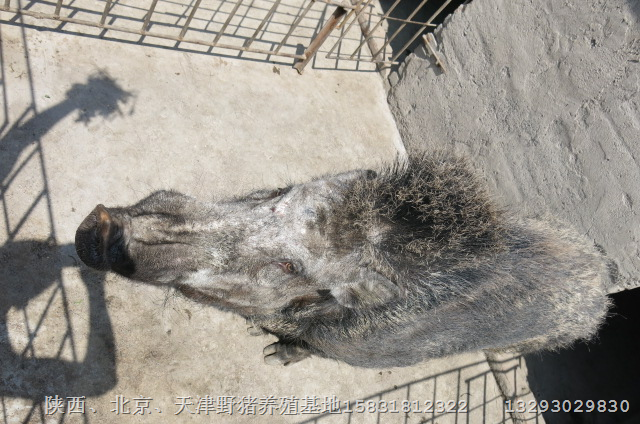 湖北野猪养殖湖北野猪价格湖北野猪肉批发 