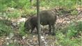 陕西野猪价格市场行情 