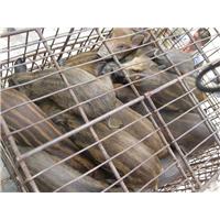 北京野猪|朝阳特种野猪|丰台野猪养殖基地 