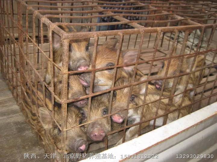 北京野猪|北京纯种野猪|密云野猪养殖基地 