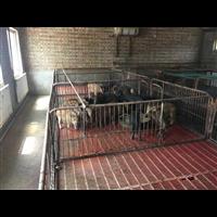 陕西特种野猪养殖技术 西安野猪养殖前景 