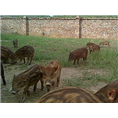 安庆野猪肉|淮南野猪苗|铜陵野猪养殖基地 