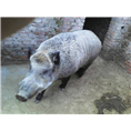 陕西野猪肉批发|西安纯种野猪|野猪养殖场 