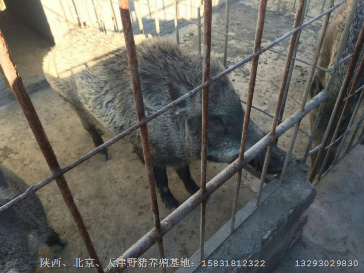许昌特种野猪苗 漯河纯种野猪养殖基地 
