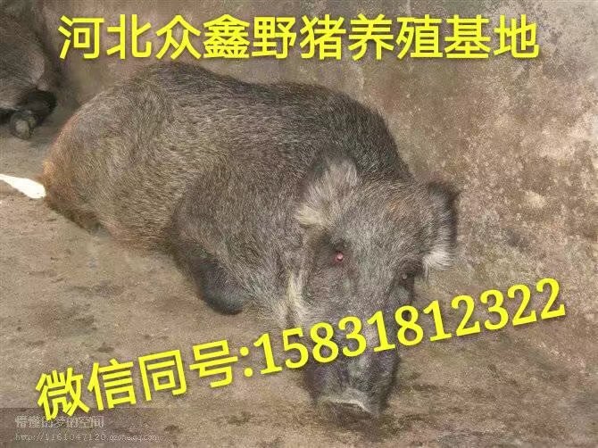 驻马店野猪养殖基地 品质好  利润高 