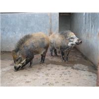 铜陵野猪肉-黄山野猪养殖-宣城野猪苗批发 