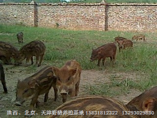 安庆野猪肉|淮南野猪苗|铜陵野猪养殖基地 
