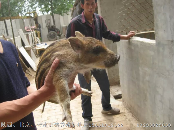 北京野猪价格北京野猪销售15831812322 