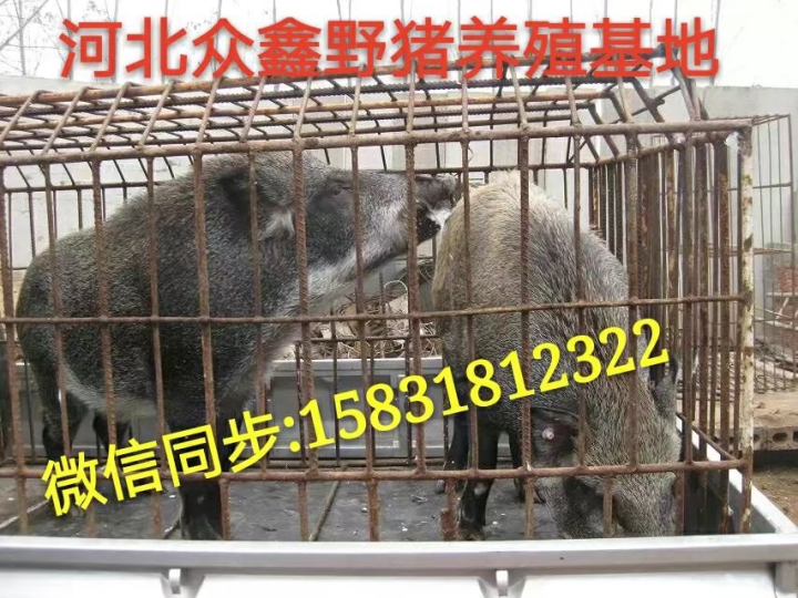 兰州野猪 甘肃大型野猪养殖交易中心 