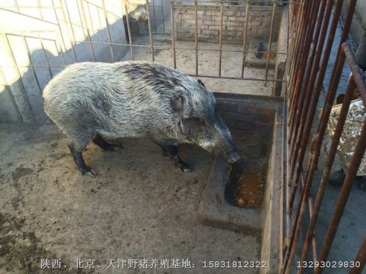 驻马店野猪养殖前景 南阳特种野猪肉价格 