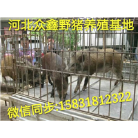 北京野猪养殖技术-北京野猪价格-生态野猪养殖基地 