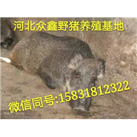 河北野猪养殖技术-河北野猪价格-河北特种野猪基地 