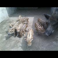随州野猪养殖基地 天门特种野猪肉价格 