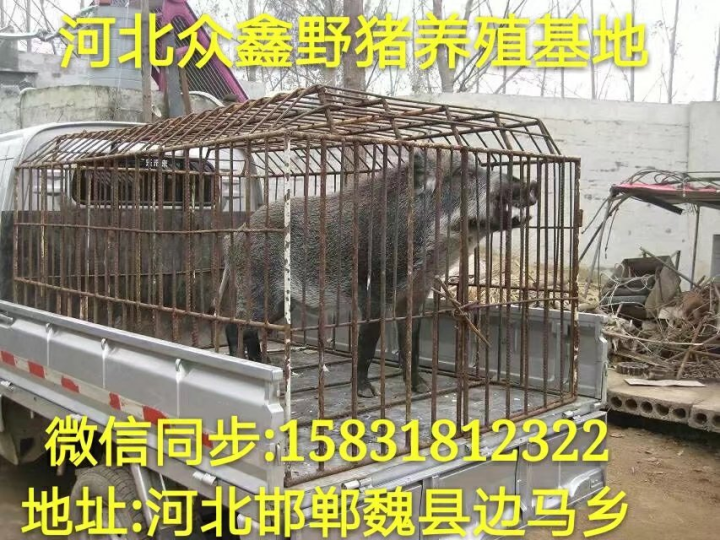 梁平野猪 重庆大型野猪养殖交易中心 