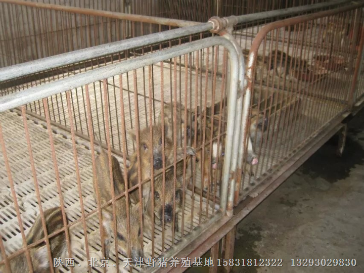 抚州野猪仔猪|宜春野猪苗|吉安野猪养殖场 