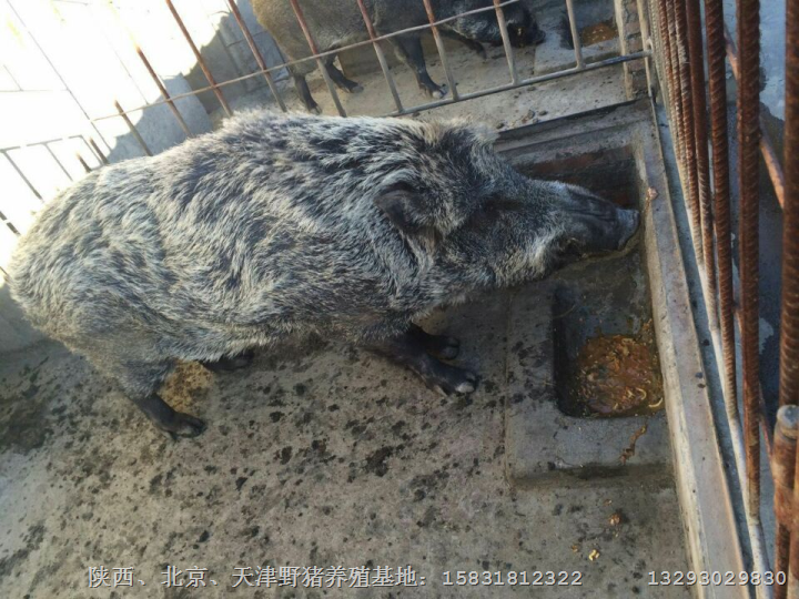 三门峡特种野猪肉 商丘纯种野猪养殖基地 