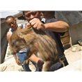 北京野猪E北京野猪养殖E北京野猪批发 