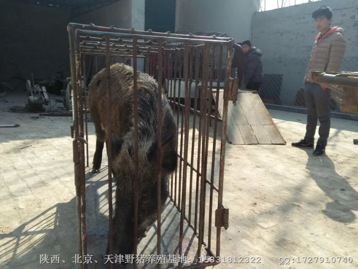 江苏野猪养殖基地 销售热线：15831812322 