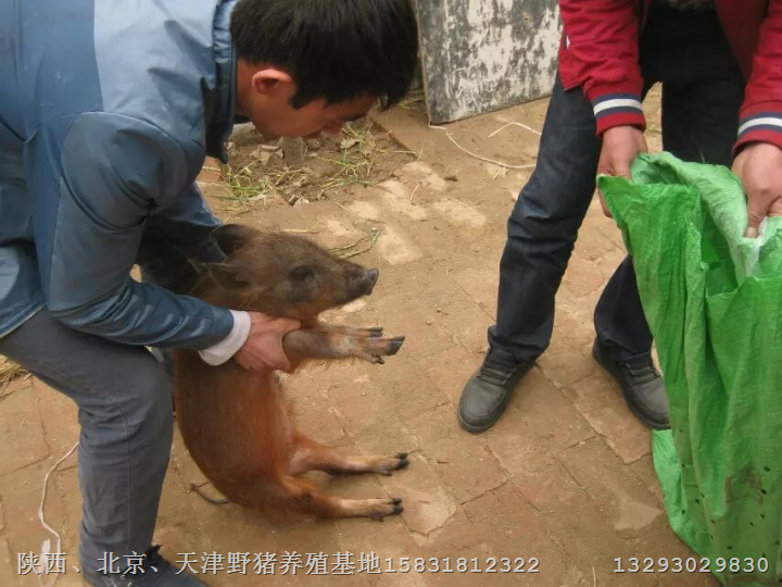安阳野猪养殖场鹤壁大型野猪养殖基地 