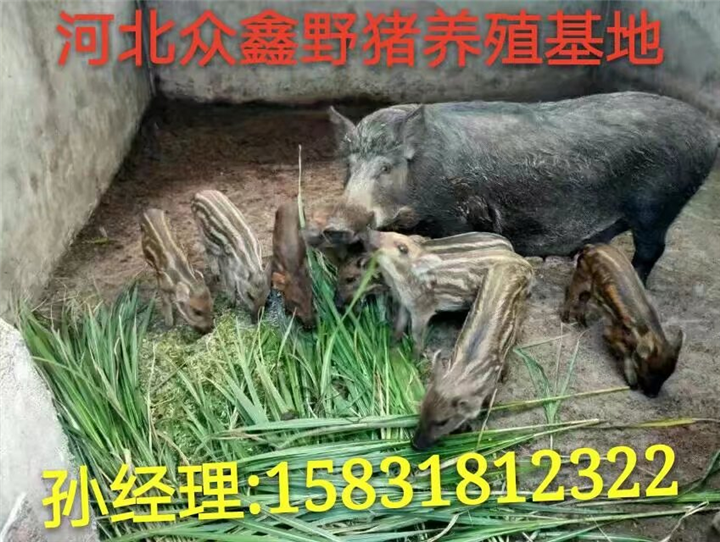 新乡野猪养殖场   大量批发优质野猪苗 