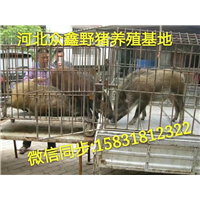 西安野猪 陕西大型野猪养殖交易中心 