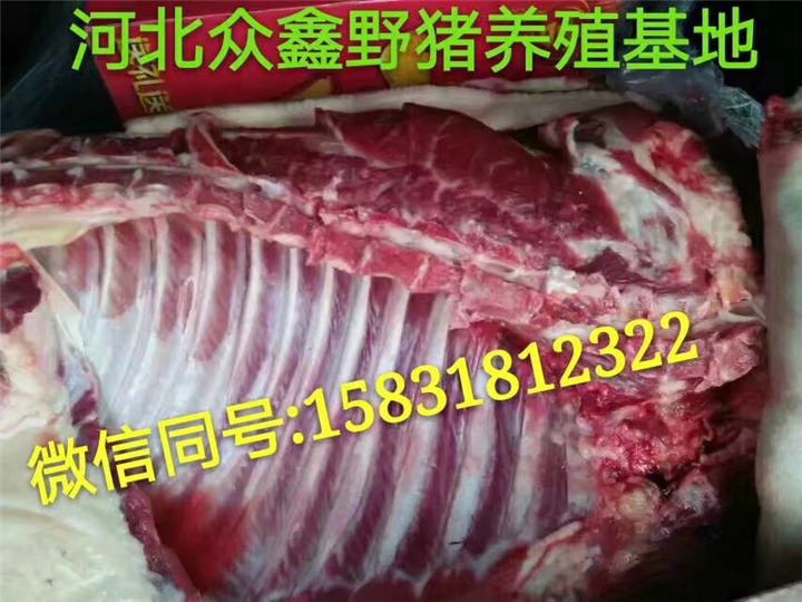 平顶山野猪养殖基地   规模大  品种全 