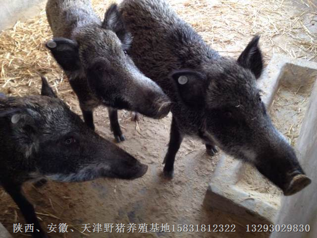 安徽野猪肉 安徽大型野猪养殖基地 