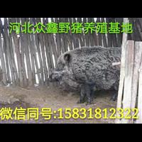 承德地区野猪养殖户/ **近野猪养殖规模不断扩大 