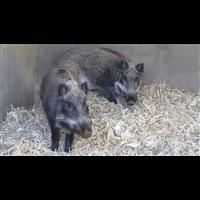 吉林纯种野猪 长白山特种野猪养殖基地 