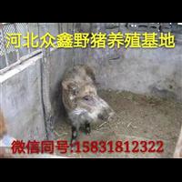 沧州野猪养殖场 中小型野猪养殖规模大吗？ 