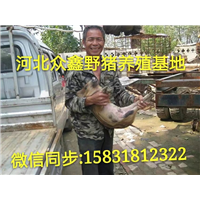 陕西野猪养殖技术-陕西野猪价格-生态野猪养殖基地 