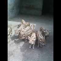 内蒙野猪价格 呼和浩特特种野猪养殖基地 
